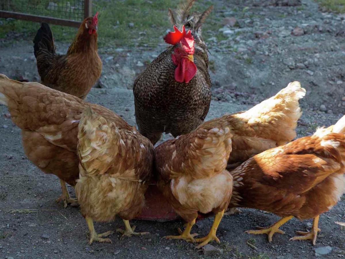 Belvilla By Oyo Uva Radda in Chianti Dış mekan fotoğraf